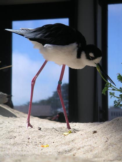 Leggy Bird